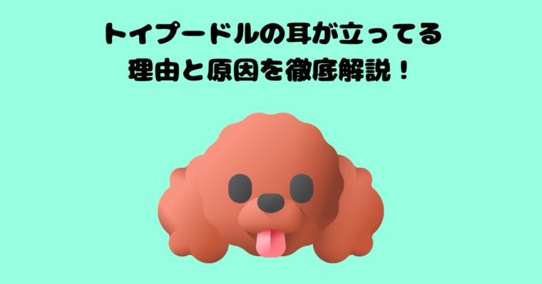 トイプードルの耳の記事のアイキャッチ画像