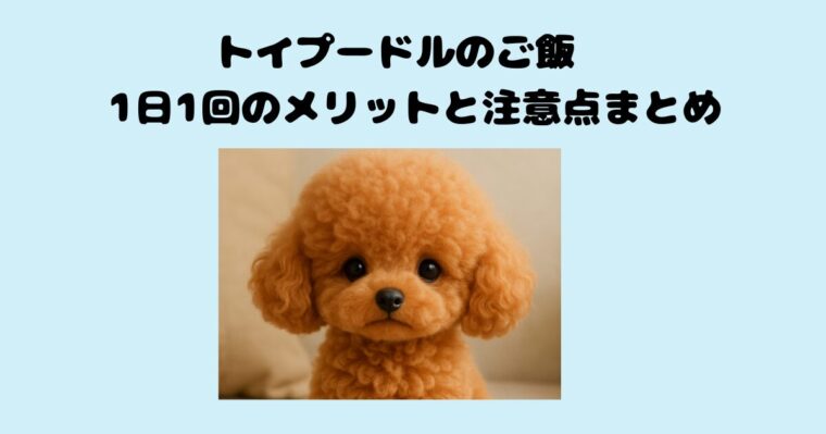 トイプードルのご飯　1日1回のメリットと注意点まとめ