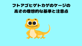 フトアゴヒゲトカゲのケージの高さの理想的な基準と注意点
