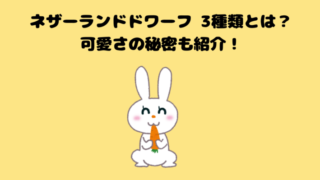 ネザーランドドワーフ 3種類とは?可愛さの秘密も紹介!