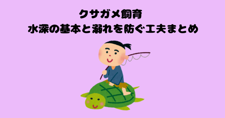 かめのアイキャッチ画像