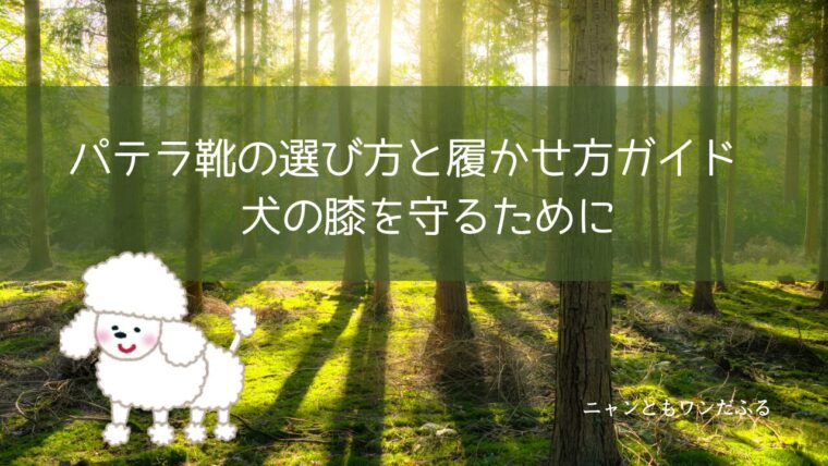 パテラの記事のアイキャッチ画像１