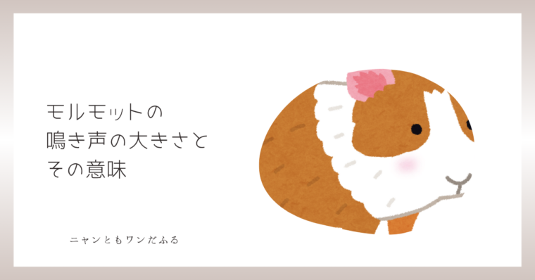 モルモットの記事のアイキャッチ画像