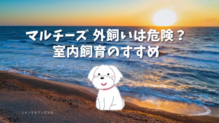 マルチーズの記事のアイキャッチ画像