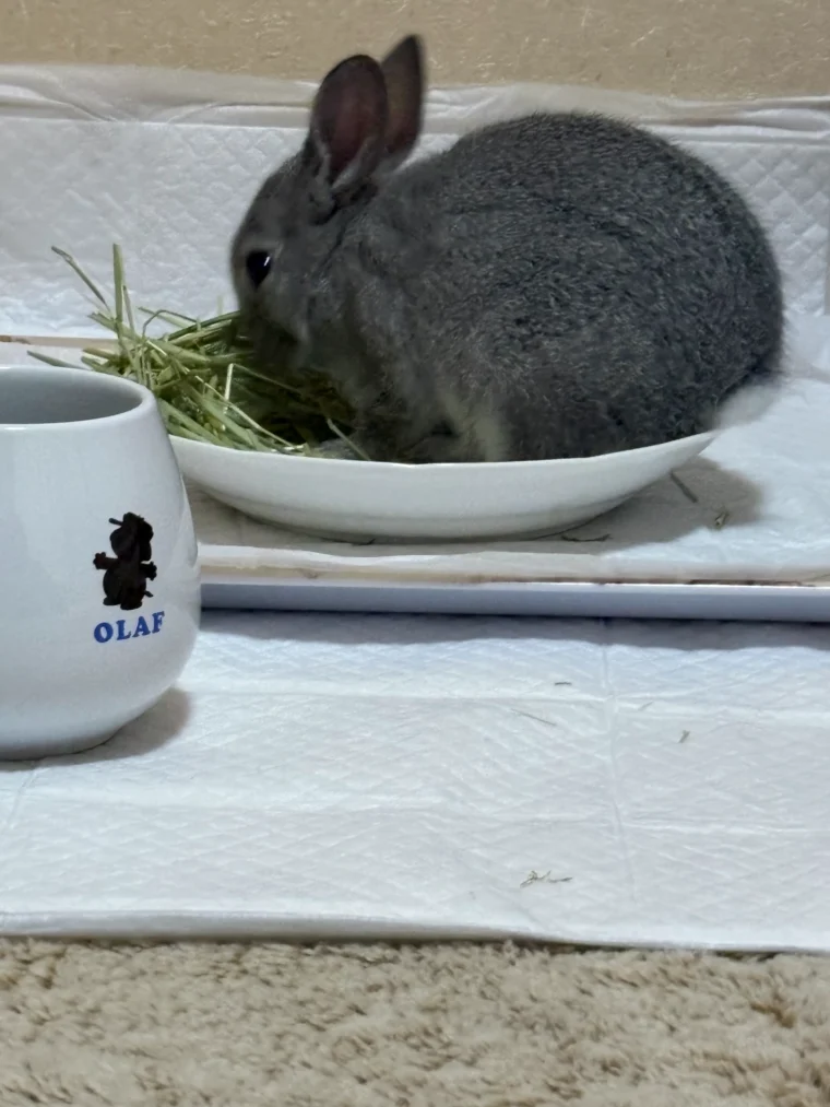 ごまちゃんがチモシーをお皿の中で食べている画像