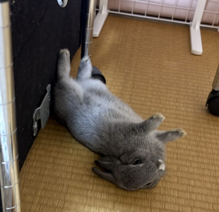 我が家のごまちゃん